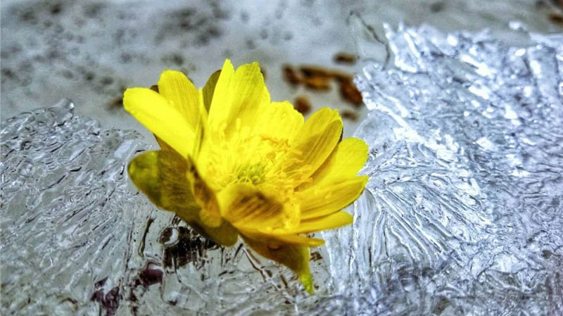 绥芬河的冰凌花
